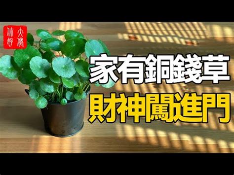 銅錢功效|銅錢草風水：擺放方式、注意事項【銅錢草風水】 – 八。